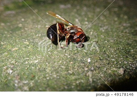 命枯れる季節 49178146