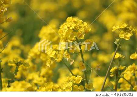 菜の花畑 菜の花畑 49180002