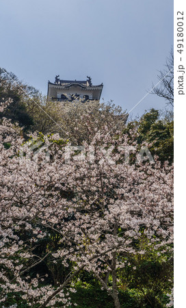 春の館山城の天守の風景 49180012