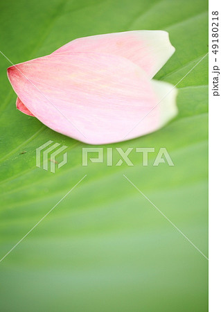 花のイメージ 49180218