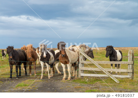 Icelandic horse in the meadow of north Iceland 49181037
