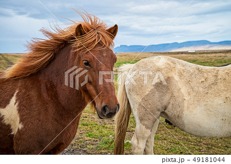 Icelandic horse in the meadow of north Iceland Icelandic horse in the meadow of north Iceland 49181044