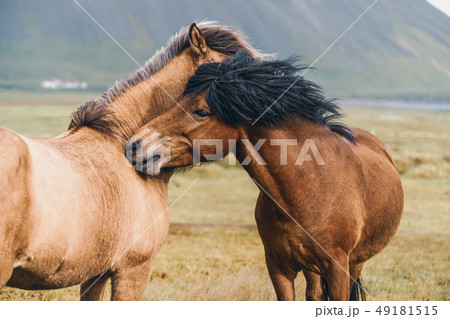 Icelandic horse in scenic nature of Iceland. 49181515