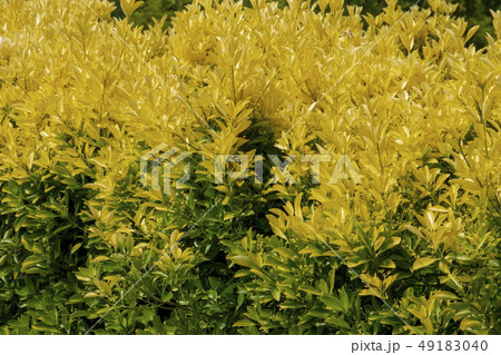 植物_黄金マサキ_黄色と緑の葉 植物_黄金マサキ_黄色と緑の葉 49183040