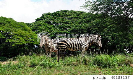 2頭のシマウマ 49183157