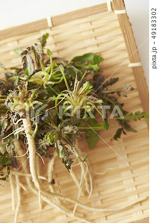 ナズナ　春の七草 49183302