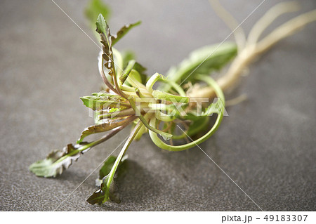 ナズナ　春の七草 49183307