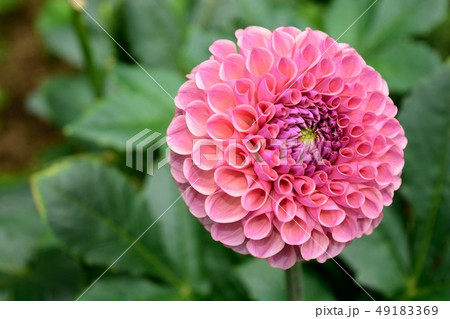 ダリア "ピーチパイ" ピンクの花 ダリア "ピーチパイ" ピンクの花 49183369