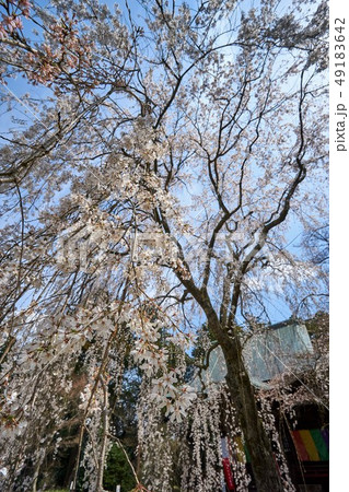 千葉県 枝垂桜 栄福寺 千葉県 枝垂桜 栄福寺 49183642