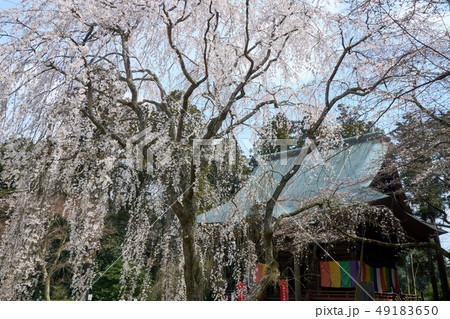 千葉県 枝垂桜 栄福寺 千葉県 枝垂桜 栄福寺 49183650
