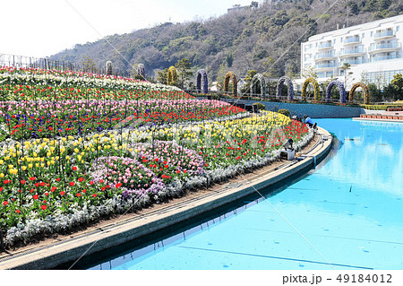 チューリップ 49184012