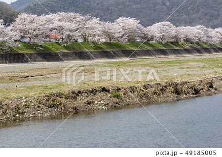 桜並木 桜並木 49185005