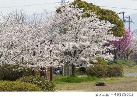 春の公園 春の公園 49185012