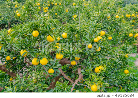 夏みかん畑 夏みかん畑 49185034
