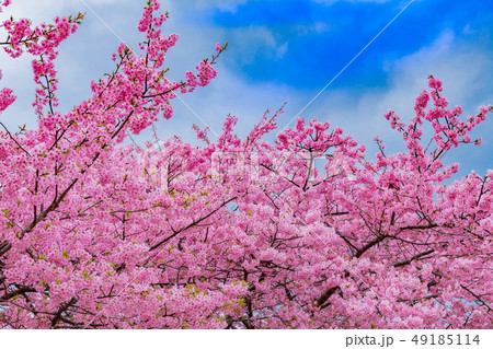 河津桜 河津桜まつり 河津桜 河津桜まつり 49185114
