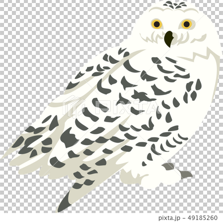 シロフクロウのイラスト素材