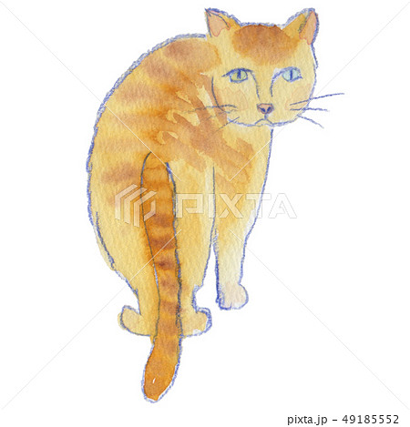 ふりむくとらねこ　水彩 49185552