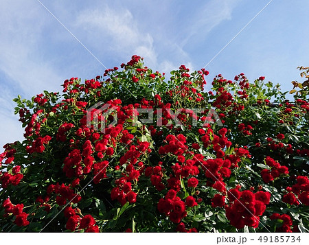 満開の薔薇と青空 満開の薔薇と青空 49185734