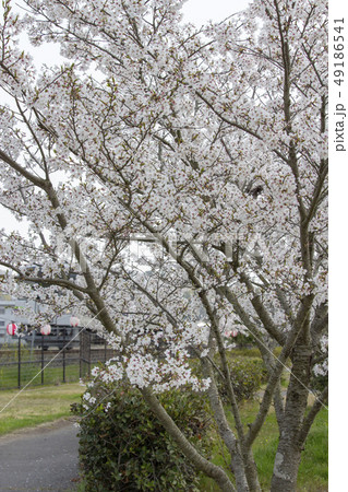 桜名所 49186541