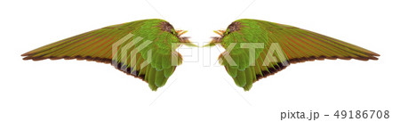 Angel wings on white background Angel wings on white background 49186708