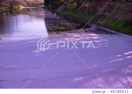 青森　弘前城の花筏　お濠に浮かんだ桜の花びら　観光船 49186911