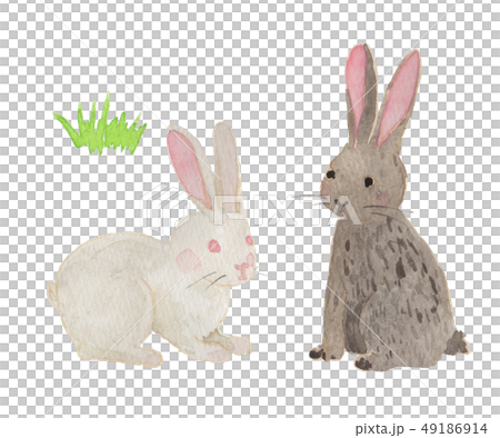 rabbit / watercolor rabbit / watercolor 49186914