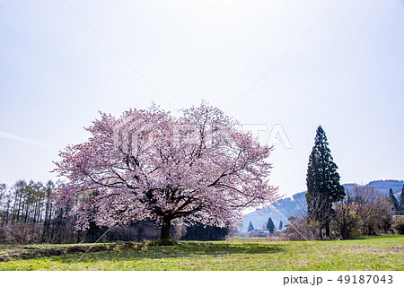 岩手県 雫石町 赤渕の一本桜の写真素材