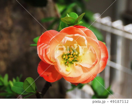 ボケ　木瓜　Flowering quince 49187112