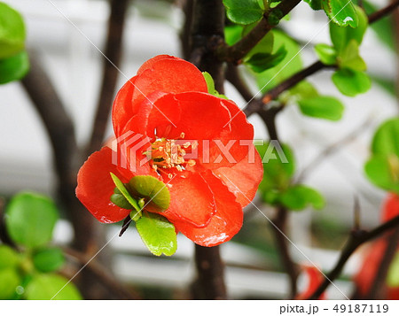 ボケ　木瓜　Flowering quince 49187119