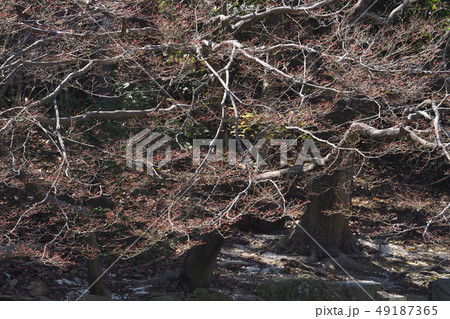東山植物園点景 東山植物園点景 49187365