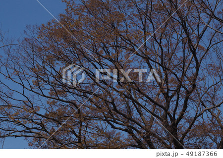 東山植物園点景 49187366