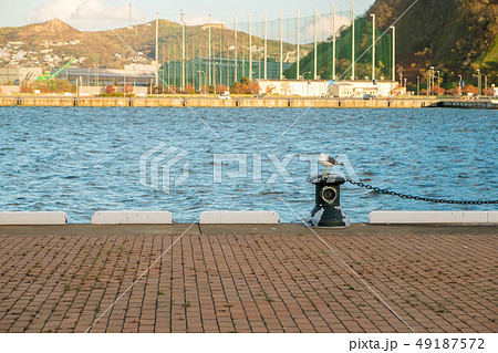 埠頭とカモメ 埠頭とカモメ 49187572