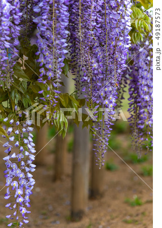 満開の藤の花 クローズアップ あしかがフラワーパーク 栃木県 満開の藤の花 クローズアップ あしかがフラワーパーク 栃木県 49187573