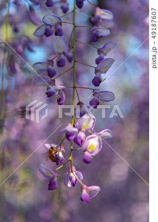満開の藤の花　クローズアップ　あしかがフラワーパーク　栃木県 49187607