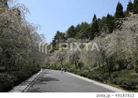 滋賀県甲賀市 MIHO MUSEUM 枝垂桜の並木道 滋賀県甲賀市 MIHO MUSEUM 枝垂桜の並木道 49187812