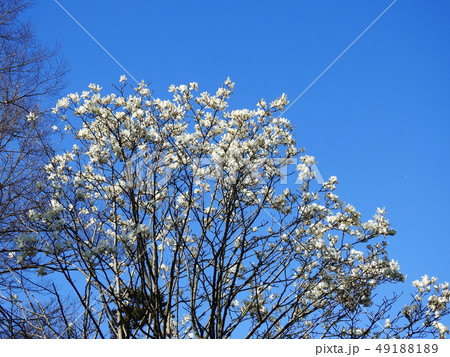 ハクモクレン   Magnolia heptapeta ハクモクレン   Magnolia heptapeta 49188189