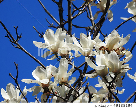 ハクモクレン   Magnolia heptapeta 49188194