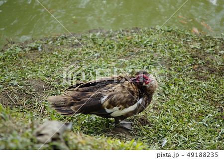 テンニンギク 蛍 ホタル 49188235