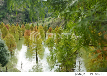 テンニンギク 蛍 ホタル 49188236