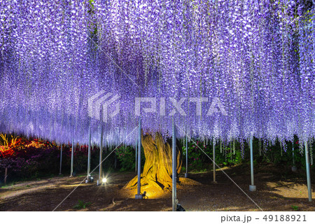満開の藤の花　ライトアップ　あしかがフラワーパーク　栃木県 49188921