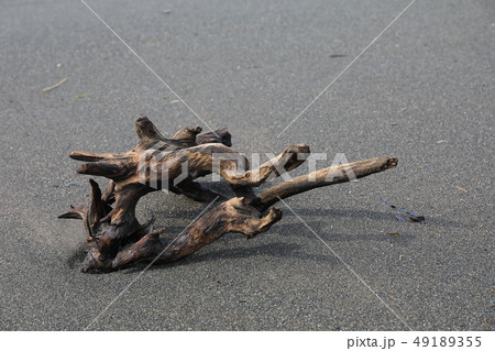 砂浜で見かけた流木 49189355