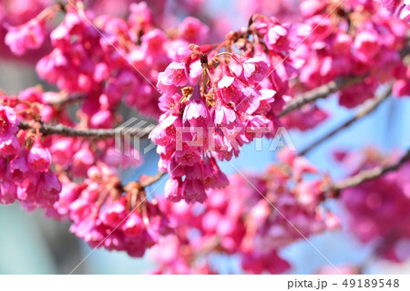 上野公園のカンヒザクラ 49189548