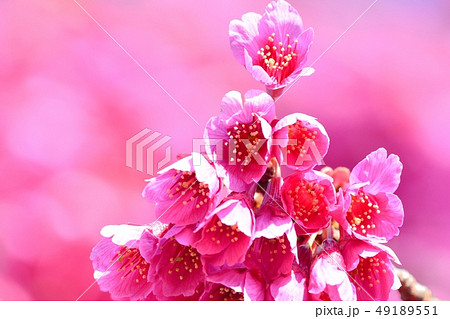 上野公園のカンヒザクラ 上野公園のカンヒザクラ 49189551