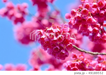 上野公園のカンヒザクラ 49189552