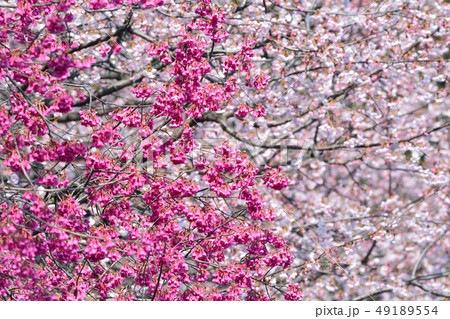 上野公園のカンヒザクラ 49189554