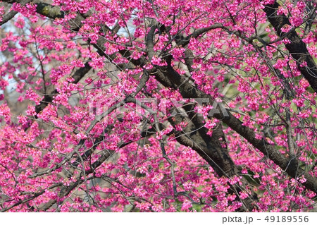 上野公園のカンヒザクラ 49189556