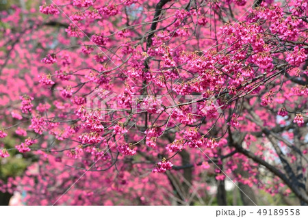 上野公園のカンヒザクラ 49189558