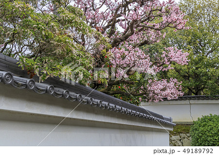 随心院 梅園 49189792