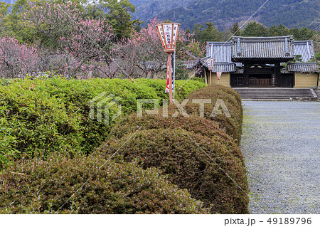 随心院 梅園 49189796