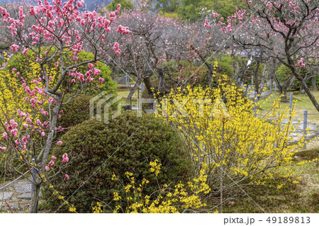 随心院 梅園 49189813